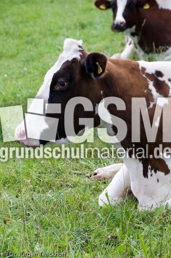 Hausrind (114 von 174).jpg